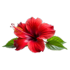 Hibiscus Flower