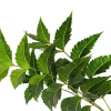 Neem leaf